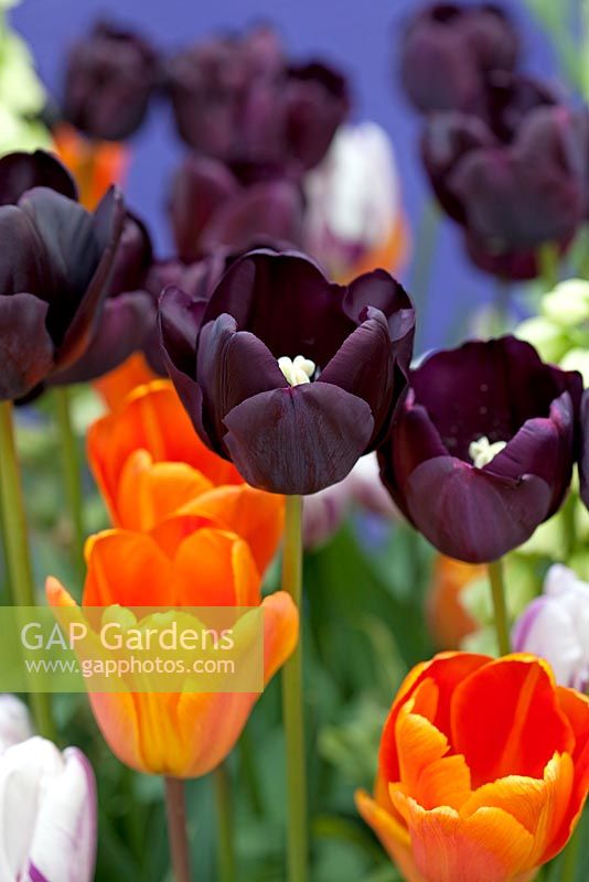 Tulipa 'Paul Scherer' AGM - black, Tulipa 'Annie Schilder' - orange, Tulipa 'Flaming Flag' - purple white, Tulipa 'White Triumphator' 