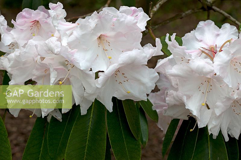 Rhododendron 'Loderi Venus' RHS AGM