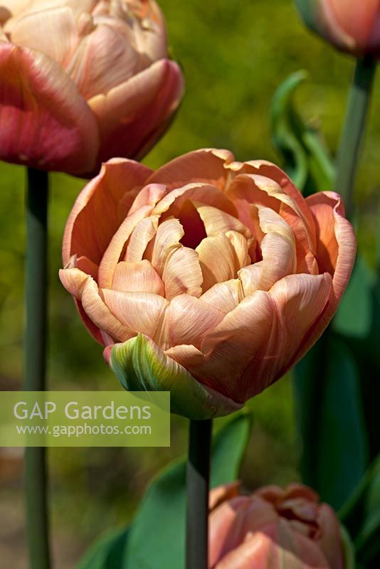 Tulipa la belle Epoque