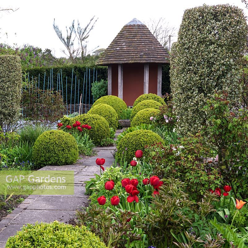 An English country garden in spring, clipped trees and box balls provide structure and interplanted tulips and daffodils provide colour.