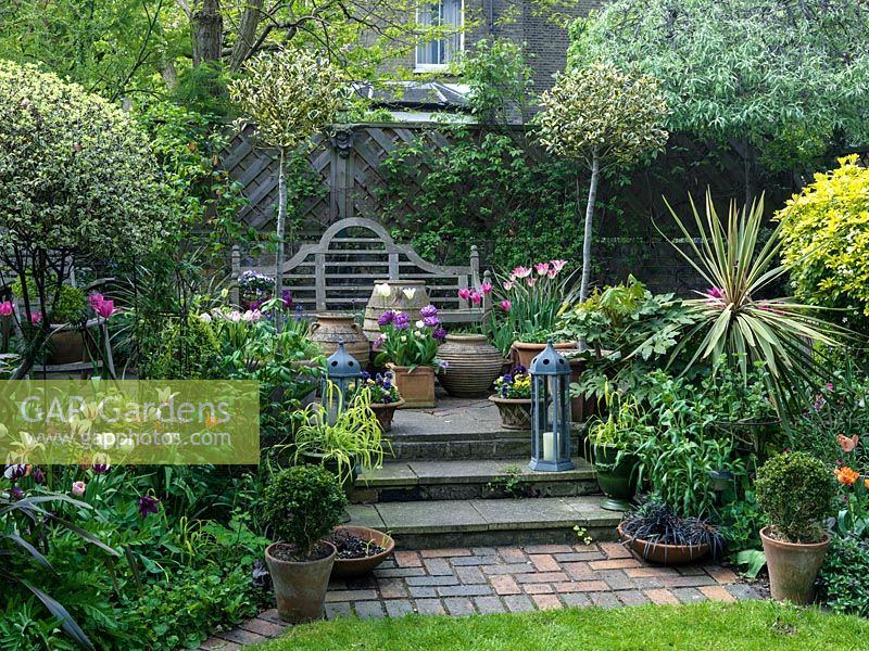 Raised terrace with standard hollies, weeping pear and pots of tulips including 'Curly Sue', 'Marilyn', 'Blue Diamond', 'Florosa' and 'Spring Green'.  18m x 7m walled London garden. 