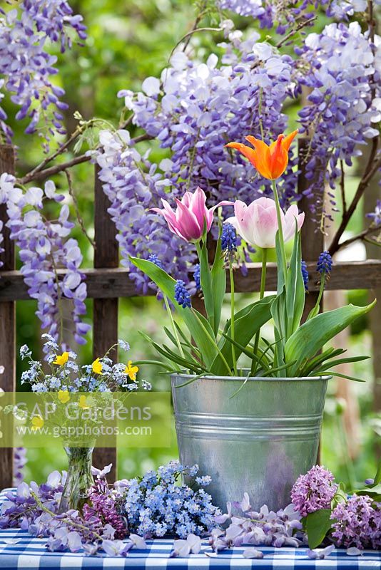 Outdoor spring floral display - pot of tulips and muscari, vase of buttercups and forget-me-nots.