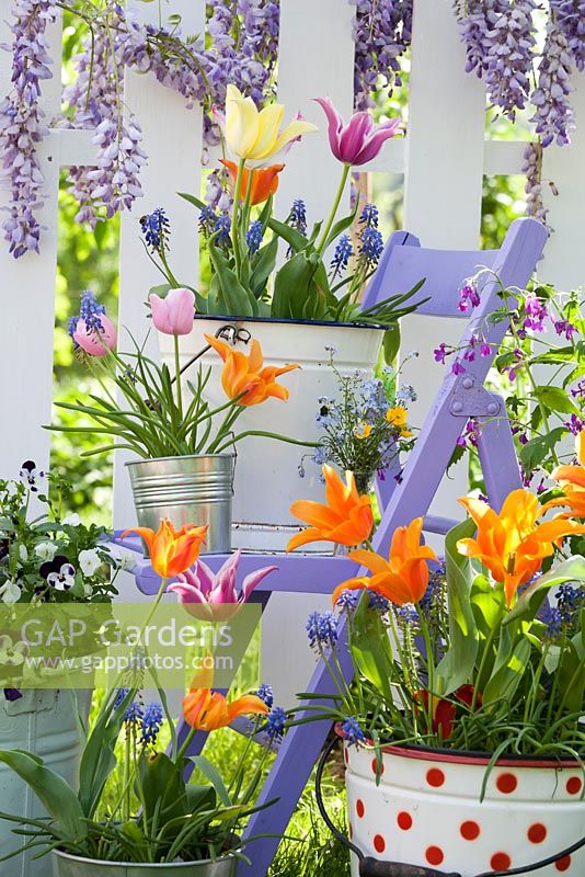 Outdoor spring display. Flowering Wisteria. Tulips, violas and muscari in buckets.