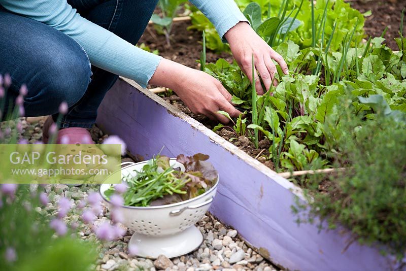 Woman harvesting beetroot leaves. Raised bed.