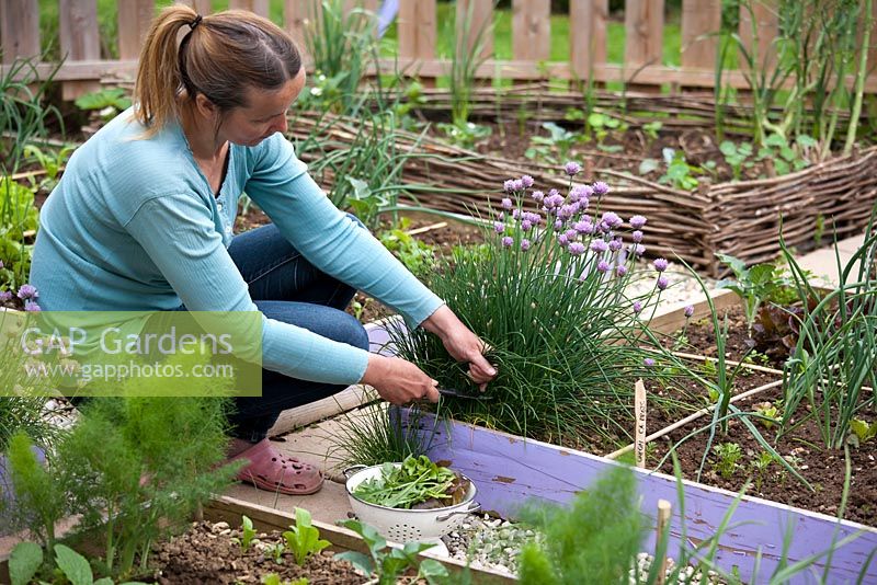 Woman harvesting chives - Allium schoenoprasum. Raised bed.