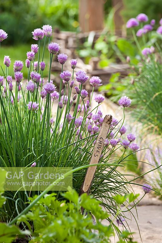 Allium schoenoprasum - flowering chives in raised bed.