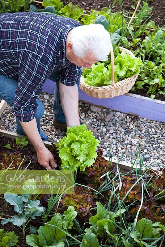 Man harvesting green lettuce - Lactuca 'Laibach ice salad'. Raised bed with onions, beetroots, broccoli.