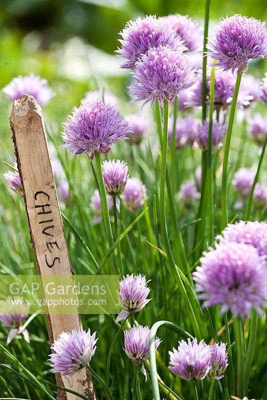 Allium schoenoprasum - flowering chives in raised bed.