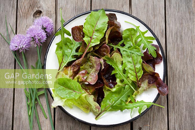 Mixed salad - beetroot leaves, rocket, chives, lactuca 'Red Oak Leaf', lactuca 'Canasta'