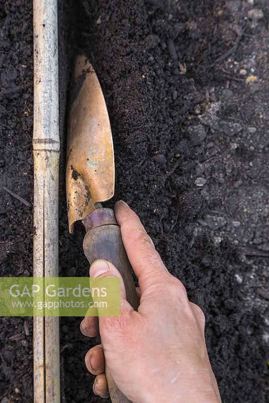 Creating a shallow trench using a garden cane as a guide