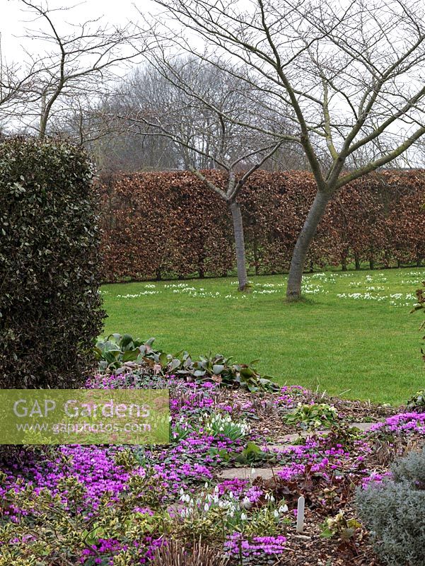 A National Collection of over 600 different Snowdrops is kept in dedicated raised beds, in clumps in borders amongst Cyclamen coum, aconites, hellebores and shrubs, naturalised in lawn.