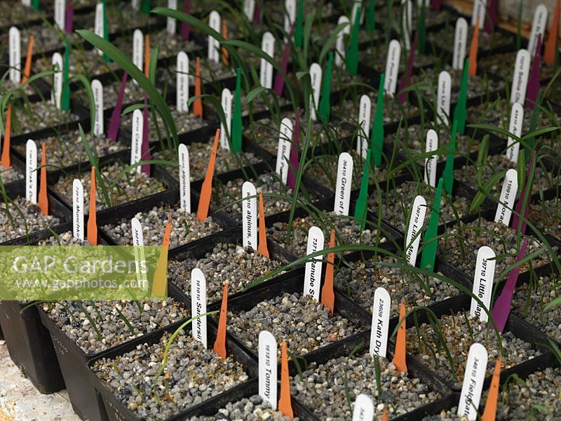 First year, twin scaled snowdrop bulbs. A National Collection of over 600 different snowdrops is kept in dedicated raised beds and greenhouses  