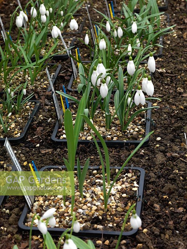 Third year, twin-scaled snowdrop bulbs in flower. A National Collection of over 600  different snowdrops is kept in dedicated raised beds and greenhouses 