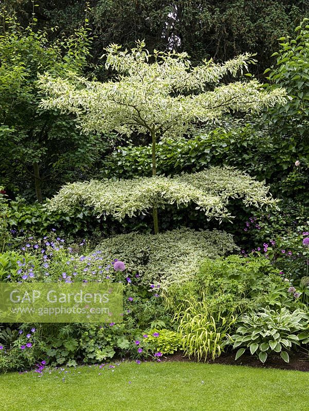 Cornus controversa 'Variegata', dogwood, a beautifully layered deciduous tree.