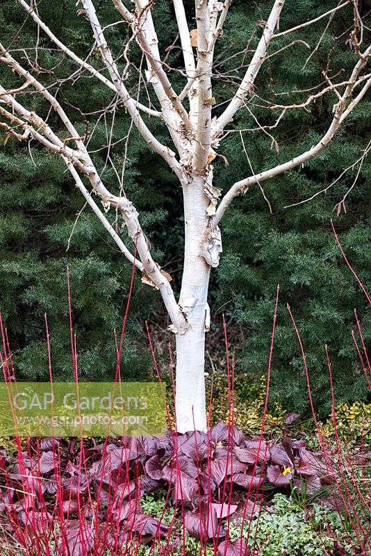 Betula var. jacquemontii 'Grayswood Ghost' with Bergenia Bressingham Ruby, Hymalayan Birch. March.