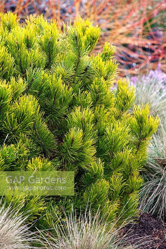 Pinus mugo 'Carsten's Wintergold' and Festuca glauca 'Blauglut'. March.