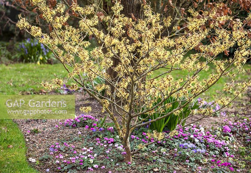 Hamamelis x intermedia Pallida