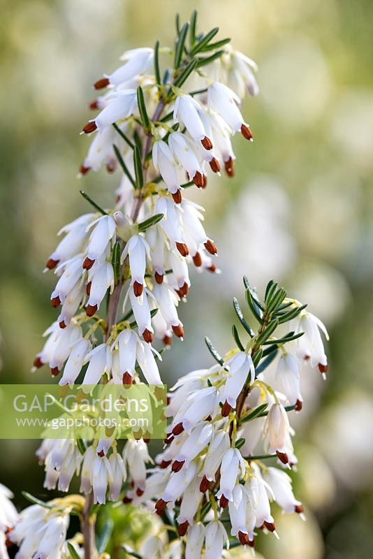 Erica carnea 'Springwood White'