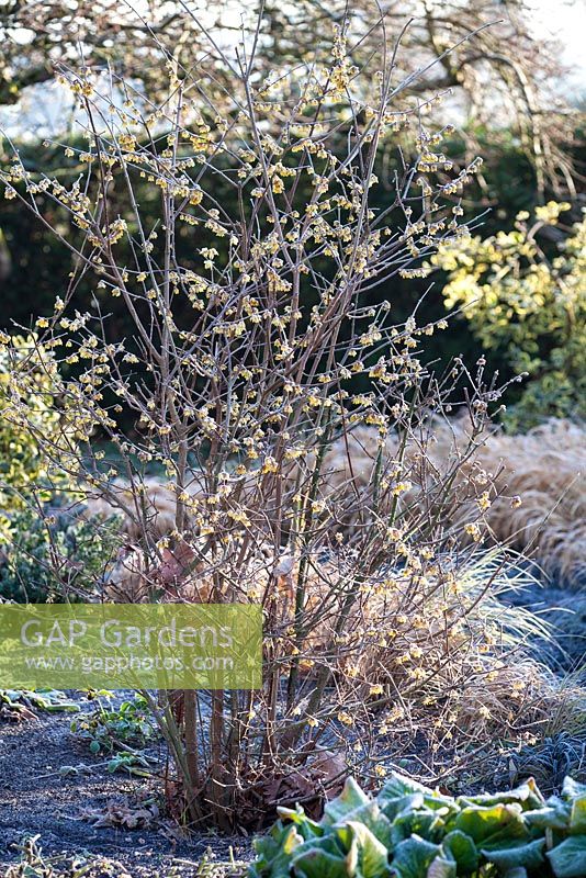 Chimonanthus praecox, Wintersweet. Shrub, January.