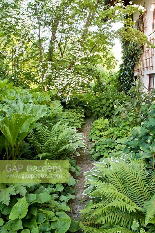 Path through shady garden with Gunnera manicata, Cornus kousa, ferns, Hosta, Alchemila mollis.