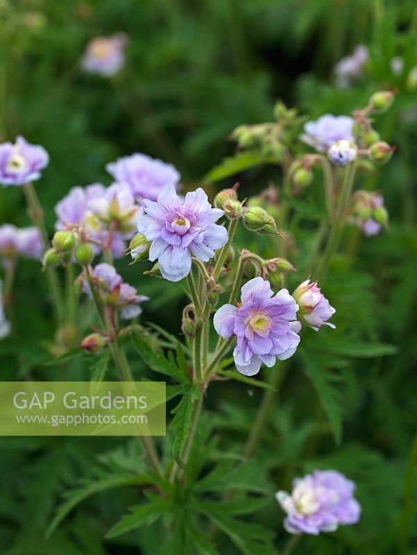 Geranium pratense 'Summer Skies', a lovely mauve pink hardy geranium with lots of flowers in summer.