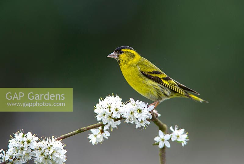 Carduelis spinus male Siskin perched on Blackthorne branch