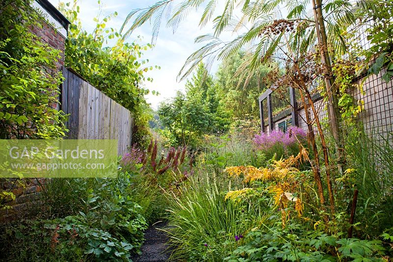 Path through late summer borders in narrow town garden. Astilbe chinensis var. taquetii 'Purpurlanze', Sesleria autumnalis, Calamintha nepeta 'Blue Cloud', Albizia julibrissin 'Ombrella', Geranium.