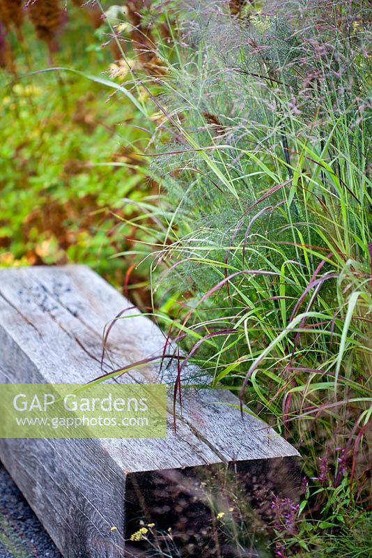 Panicum virgatum 'Shenandoah', Foeniculum vulgare. Wooden bench.