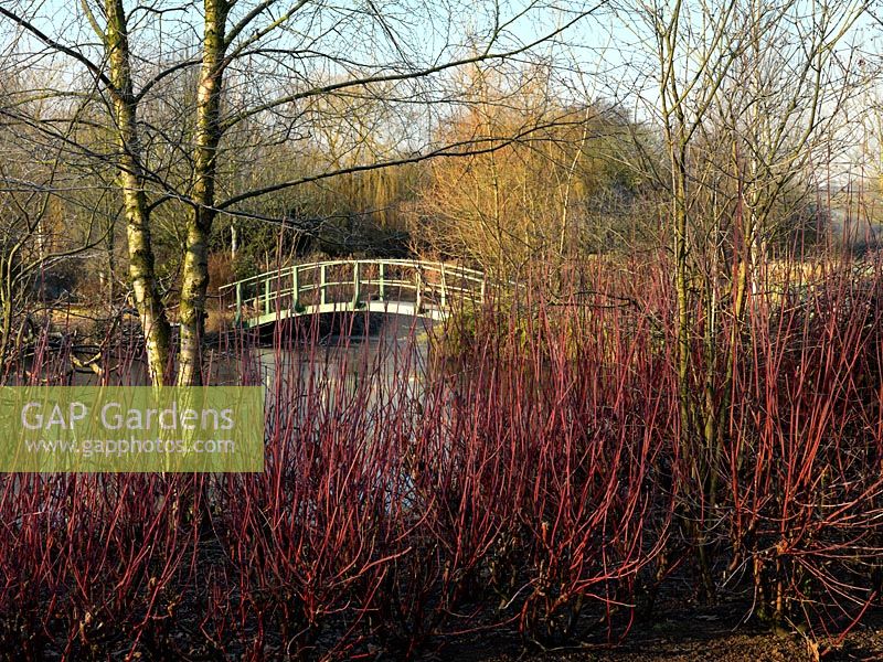 A winter view through bare, colourful Cornus stems to the ornamental lake and Monet-inspired bridge at Wilkins Pleck.