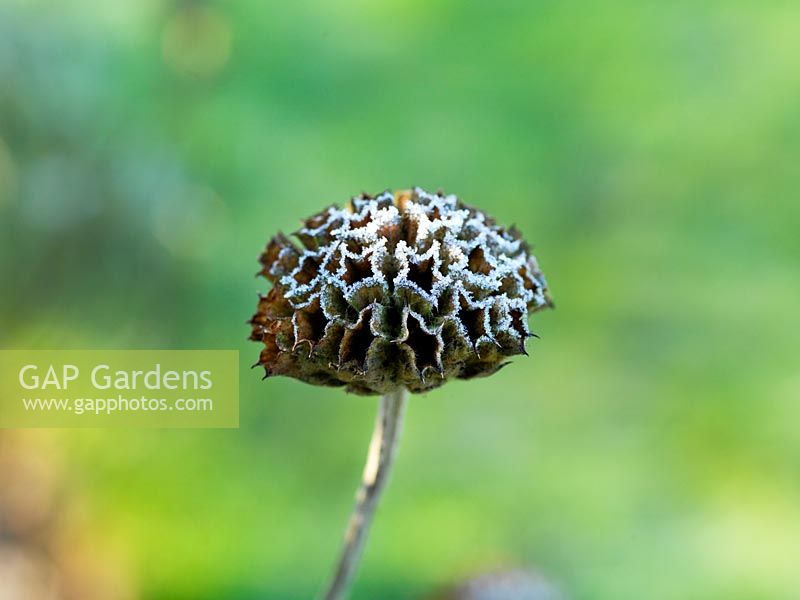 A frosted phlomis seed head