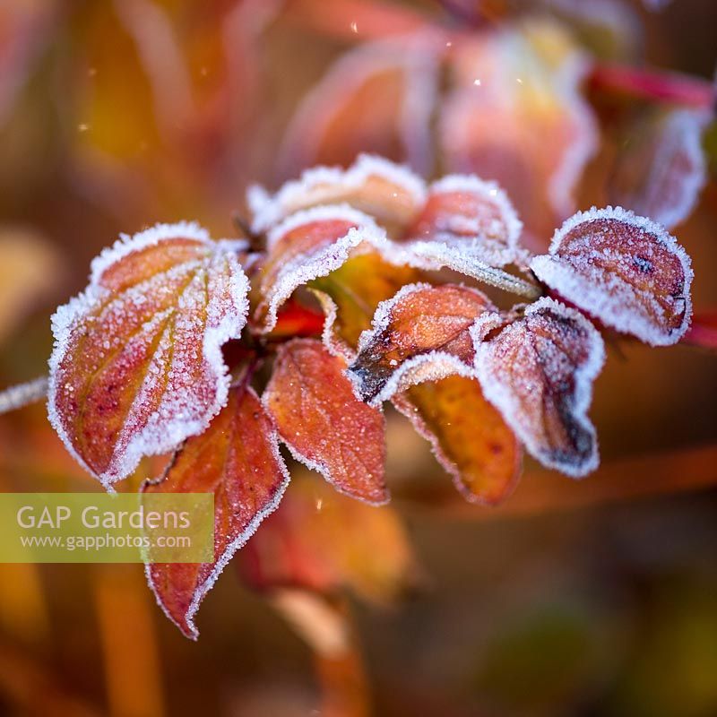 Cornus sanguinea 'Winter Beauty', frosty autumnal foliage