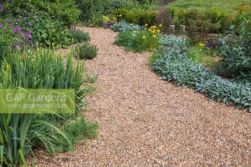 Wide pathway through gravel garden, with Sisyrinchium, Stachys byzantina 'Silver Carpet' and Buddleja 'Lochinch'