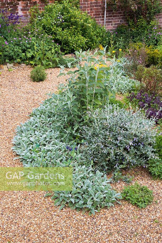 Teucrium fruticans and Buddleja 'Lochinch', underplanted with Stachys byzantina 'Silver Carpet' in a gravel garden border