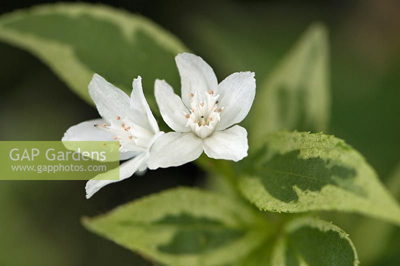 Deutzia gracilis 'Variegata' - Variegated Slender Deutzia , Broken Arrow Nursery CT.