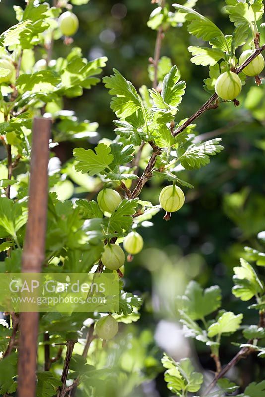 Ribes uva-crispa - Gooseberry 