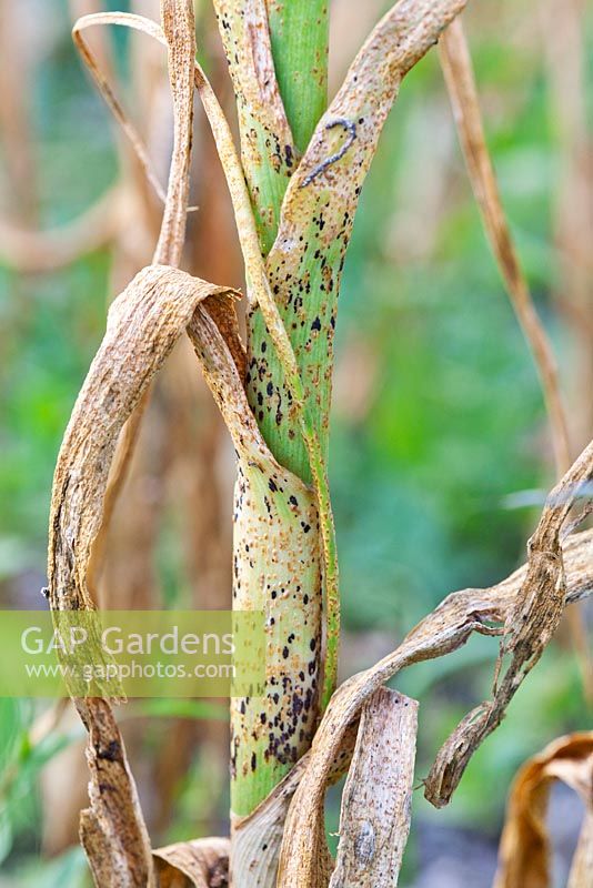 Leek rust on leeks, a disease caused by the fungus Puccinia allii