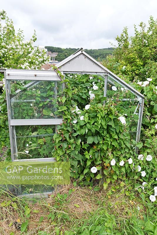 Neglected greenhouse overgrown with bindweed and brambles
