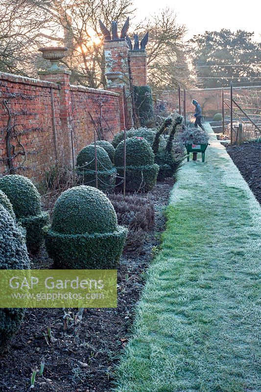 Frosty border of fun topiary shapes at Helmingham Hall, Suffolk