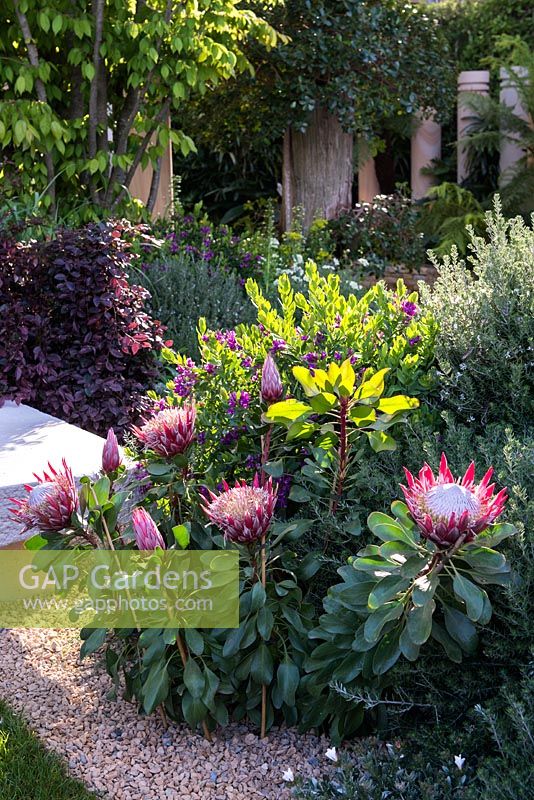 The Time In Between by Husqvarna and Gardena.  Protea cynaroides 'Little Prince',  Alternanthera dentata, Polygala myrtifolia, Westringia fruticosa.