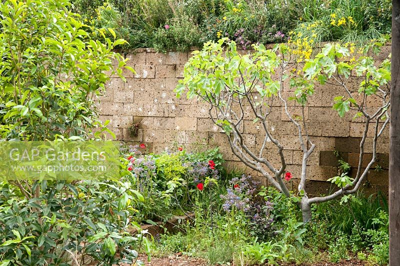 A Perfumer's Garden in Grasse by L'Occitane. Block wall with Rosa centifolia, borage - Borago officinalis, dyer's woad - Isatis tinctoria, and field poppies - Papaver rhoeas, Fig - Ficus carica 