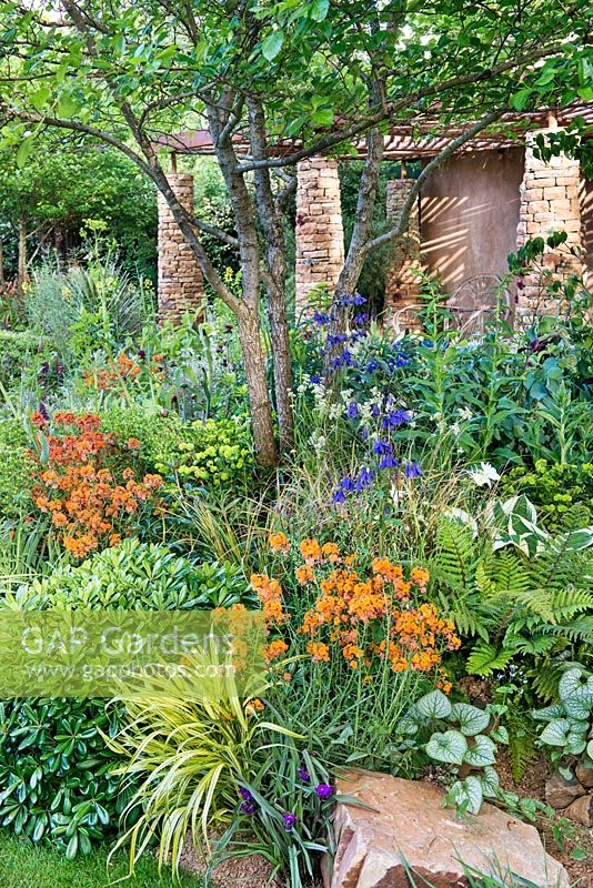 Sentebale - Hope in Vulnerability. Borders including Pittosporum tobira 'Nana', Erysimum 'Winter Rouge' and Erysimum 'Apricot Twist', Aquilegia 'Kritsall' and Euphorbia characias sybsp. wulfenii