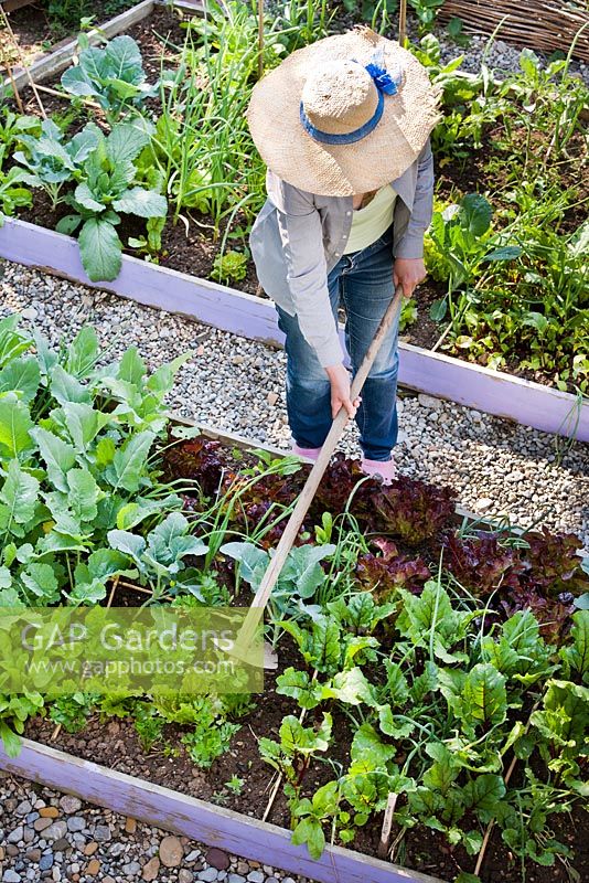 Gardener loosening the soil between seedlings