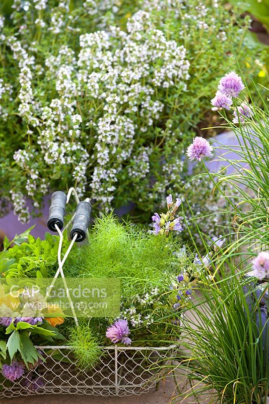 Wire basket of harvested herbs in kitchen garden - fennel, lovage, parsley, nasturtium flowers, thyme, sage, marjoram.