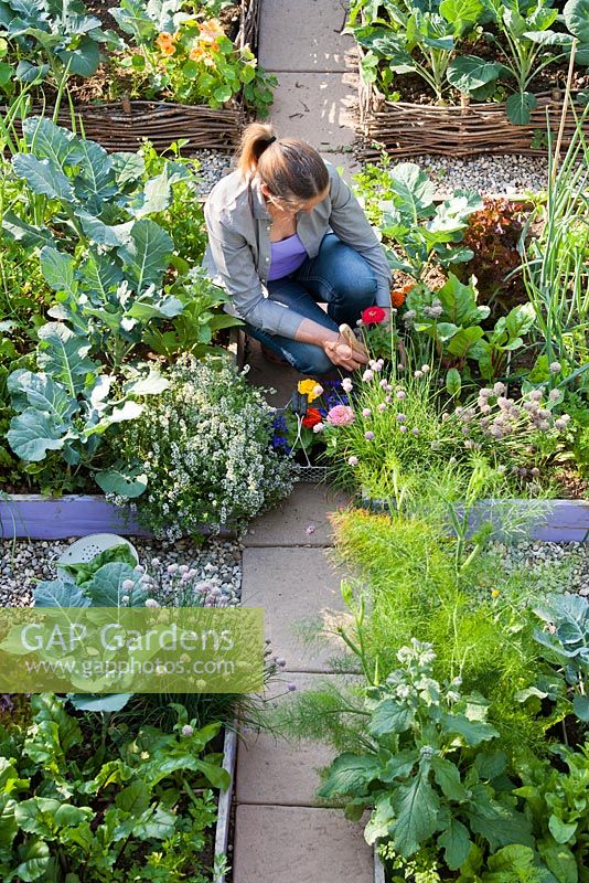 Woman planting Zinnia thumbelina in raised bed with vegetables and herbs: thyme, chives, broccoli, swiss chard..