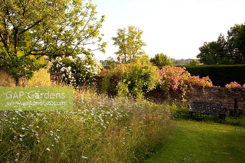 Moorwood Garden with wildflower area and Rosa Paul Transon