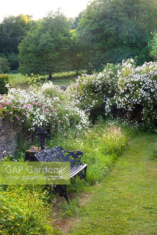 A view towards the end of the orchard. Rosa Paul Transon, Paul Noel, aglaia, Rambling Rector. - Moorwood Garden 