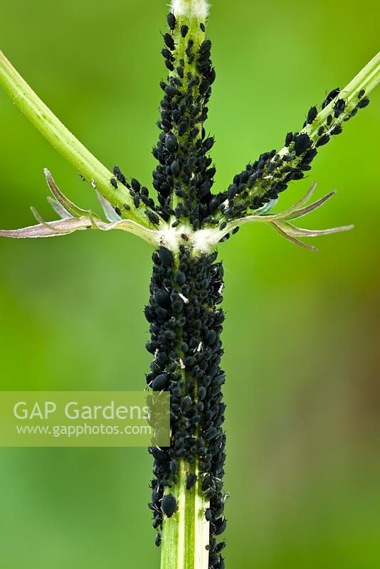 Aphis fabae - Blackfly on stem of Valeriana officinalis 