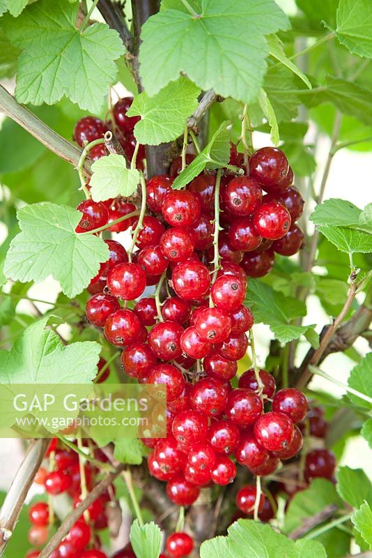 Ribes rubrum 'Stanza' - Ripe redcurrants on the bush