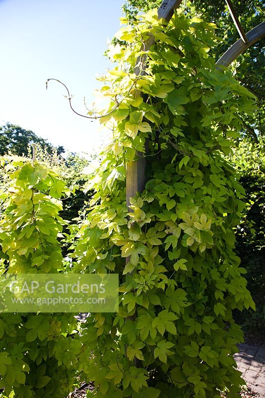 Humulus lupulus 'Golden Tassels' - Dwarf Hop