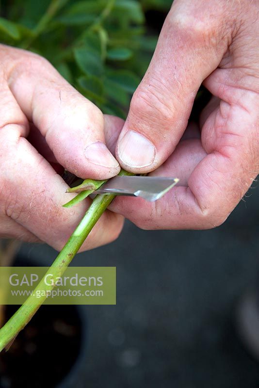 Take the budding stick and slice away a bud along with a two inch strip of stem and a thin length of the woody layer beneath it. Return the remaining budding stick to the water immediately.